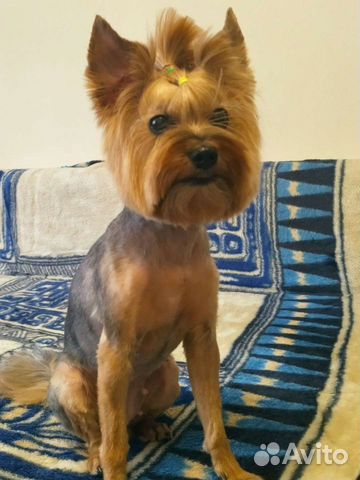 Грумер стрижка собак и кошек в ближайшее время