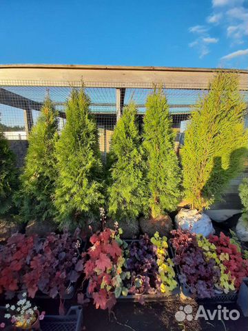 Хвойники и декоративные кустарники