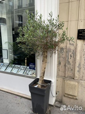 Олива Европейская Н110/130 толстый ствол