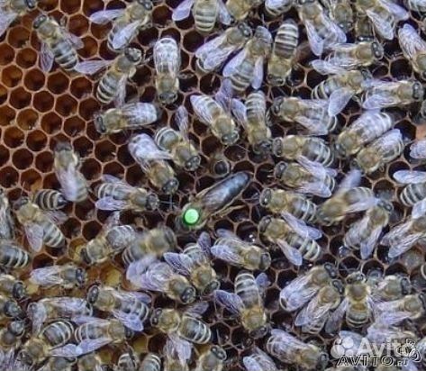 Ранние Пчелопакеты 3+1 элитной пчелы Карника-мат купить на Зозу.ру - фотография № 2