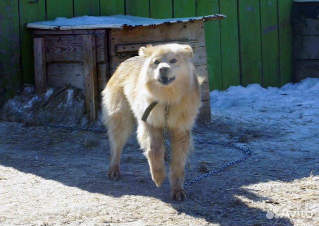 Молодой красивый пёс ищет дом купить на Зозу.ру - фотография № 3