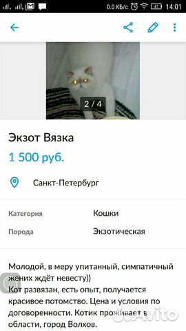 Кот-экзот, вязка купить на Зозу.ру - фотография № 1