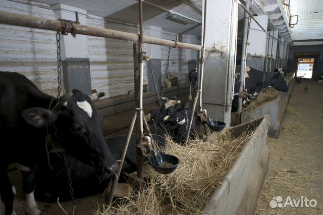 Домашняя молочная продукция Домашняя молочная продукция