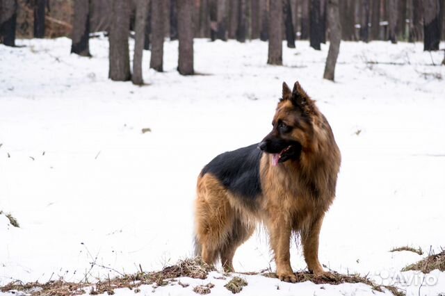 Вязка воронеж. Вязание в воронеже. Вязка йорка воронеж. Магазины вязания воронеж. Pima cotton расцветка.