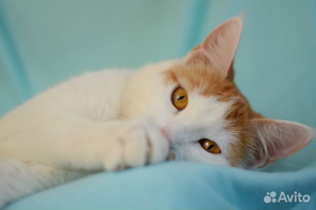 Очень ласковая кошка, окрас белый с рыжим в добрые