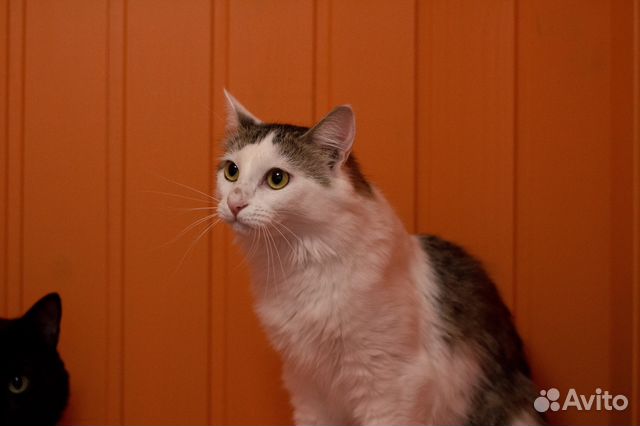 Кошка Понка, 2 года (из приюта)
