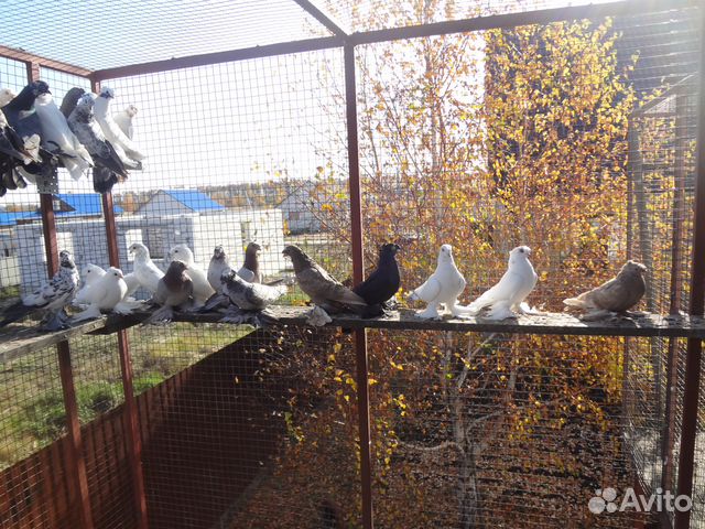 Узбекские бойные голуби купить на Зозу.ру - фотография № 9