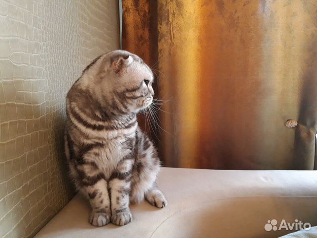 Шоколадный мраморный кот на вязку