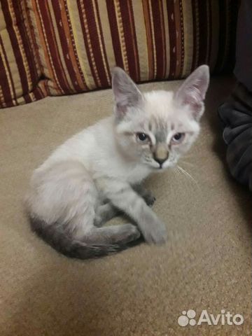 Котята, кошки и коты в добрые руки от Бездомнышей
