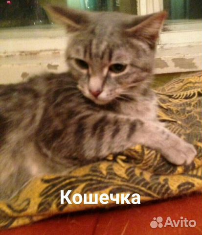 Кошка в добрые руки купить на Зозу.ру - фотография № 3