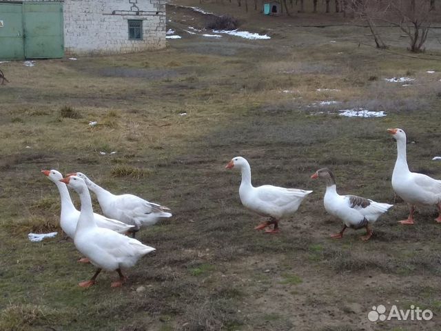 Купить Гусят В Петровском Районе Саратовской Области