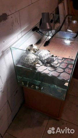 Аквариум с черепахами.аквариум из стекла 120 лит купить на Зозу.ру - фотография № 2