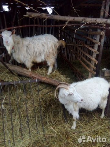 Продаются козы, индоутки на развод, индюка купить на Зозу.ру - фотография № 6