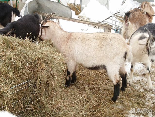 Альпийские козы и козлики купить на Зозу.ру - фотография № 10