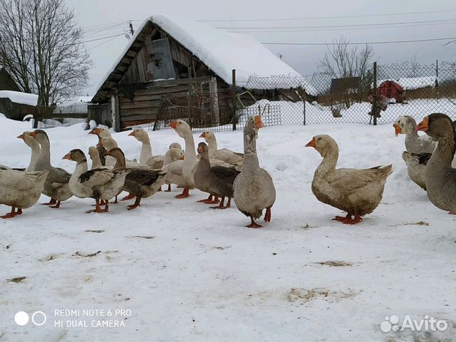 Куплю Гусей Живым Весом Цена