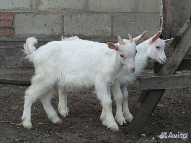 Кфх долина коз сергиев посад. Зааненские козы фото. Кфх долина коз сергиев посад. Долина коз богданович фермерское хозяйство. Ферма коз богданович.