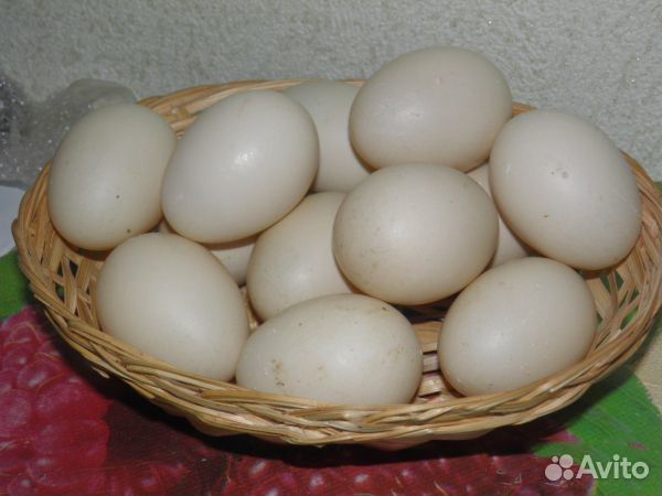 Инкубационное яйцо индоутки купить на Зозу.ру - фотография № 1