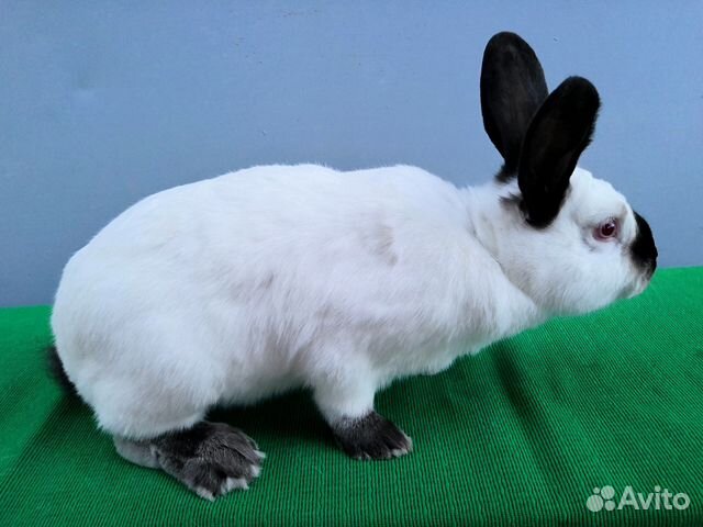Калифорнийские Кролики Купить В Нижегородской Области Починки