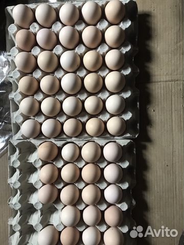 Чистая Курабачатая Брама. Продаются Яйца купить на Зозу.ру - фотография № 7