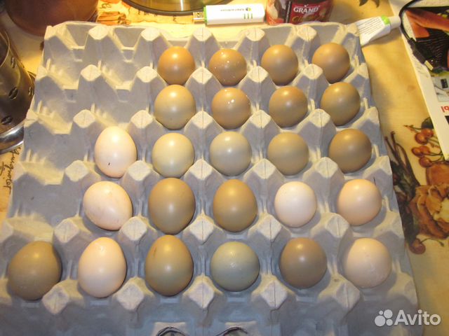 Инкубационное яйцо фазана купить на Зозу.ру - фотография № 3