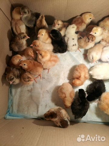 Цыплята от домашних кур несушек купить на Зозу.ру - фотография № 1