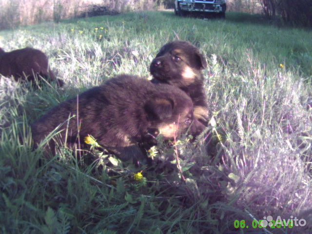 Две собаки воронеж