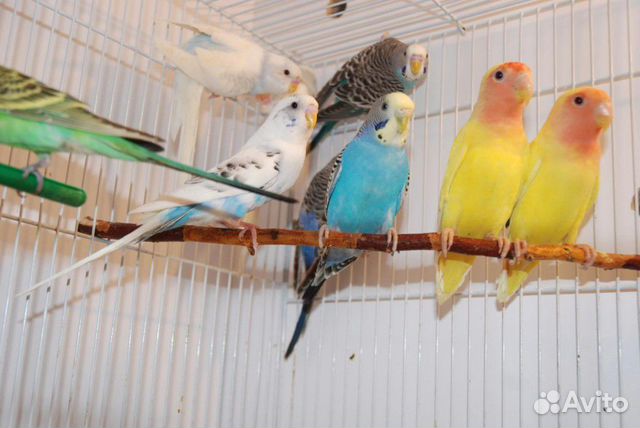 Попугаи домашнего разведения, птенцы купить на Зозу.ру - фотография № 3