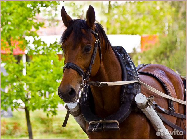 Продается конная сбруя купить на Зозу.ру - фотография № 1