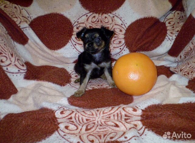 Тойчики-девочки