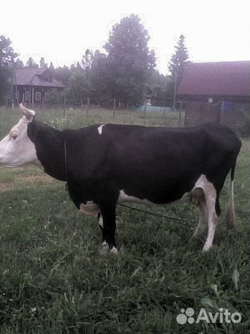 Продам корову 3 отелом купить на Зозу.ру - фотография № 2