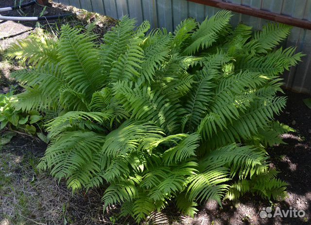 Папоротник садовый