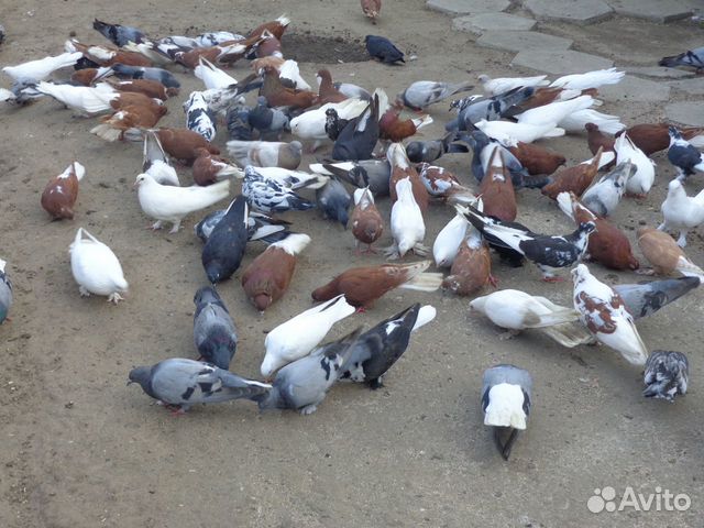 Продаются николаевские голуби купить на Зозу.ру - фотография № 3