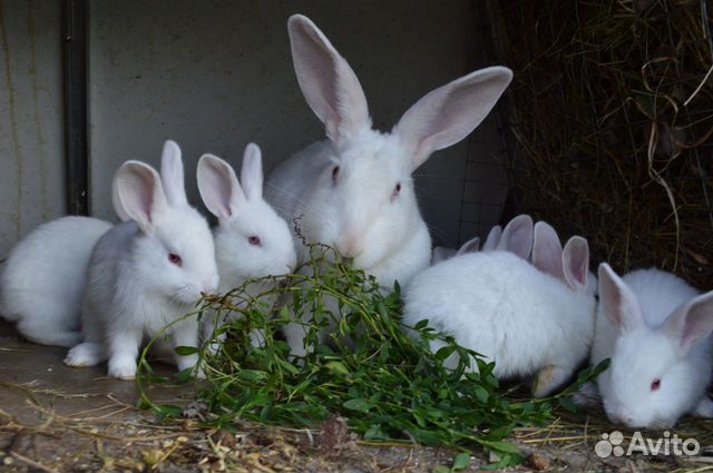 Кролики, чистые линии купить на Зозу.ру - фотография № 8