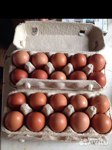 Яйца инкубационные маран купить на Зозу.ру - фотография № 1