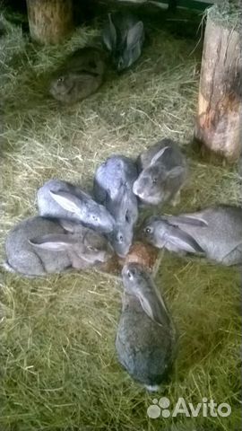 Свежее мясо кролика купить на Зозу.ру - фотография № 1