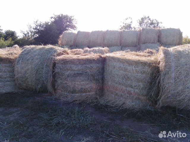 Суданка сено купить на Зозу.ру - фотография № 1