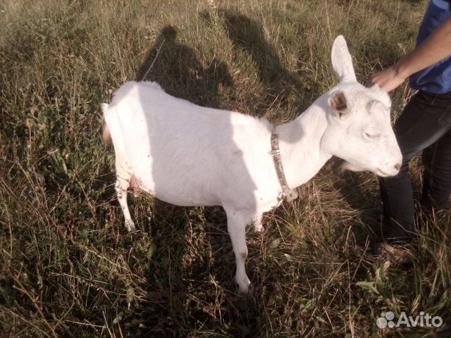 Козлы и коза молодая купить на Зозу.ру - фотография № 1