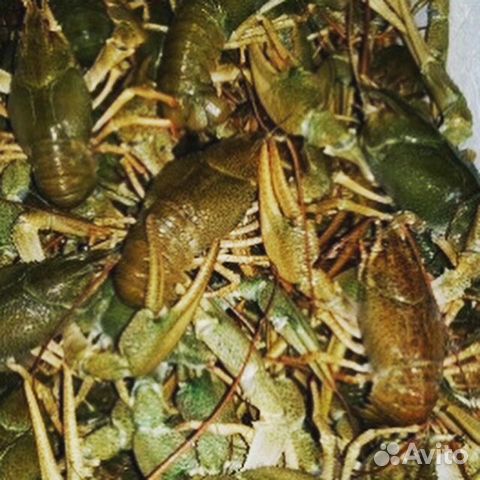 Раки живые(вареные) Креветки Раки живые(вареные) Креветки