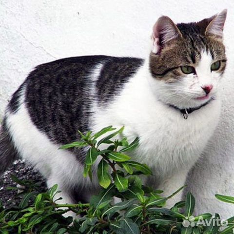Котик для дома купить на Зозу.ру - фотография № 1