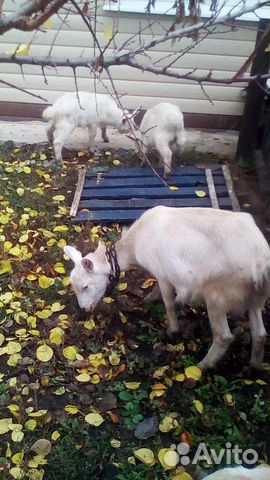 Продам коз, и племенного козла купить на Зозу.ру - фотография № 3