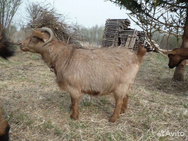 Камерунские козёл с козой купить на Зозу.ру - фотография № 5