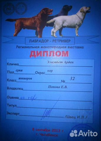 Шоколадные щенки Лабрадора купить на Зозу.ру - фотография № 4