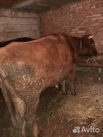 Корова с теленком и 2 телки по 7 мес купить на Зозу.ру - фотография № 4
