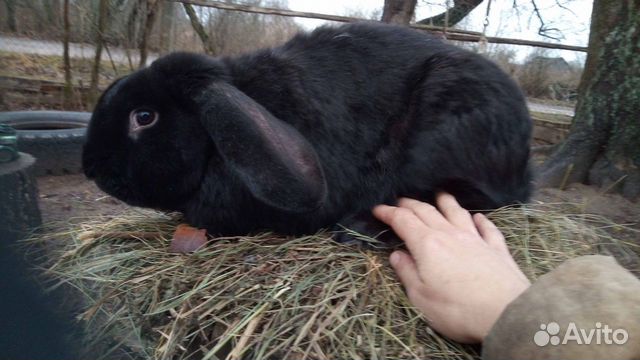 Кролики взрослые и крольчата купить на Зозу.ру - фотография № 7