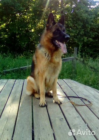 щенки немецкой овчарки чебоксары. немецкая овчарка чепрачного окраса щенки цена купить. немецкая овчарка чебоксары. щенки немецкой овчарки чебоксары. дрессировка собак немецкой овчарки в архангельске.