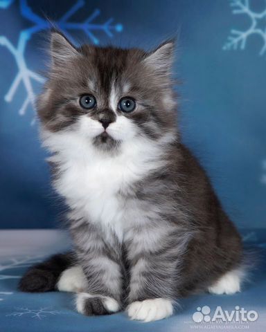 Сибирские породистые котята купить на Зозу.ру - фотография № 3