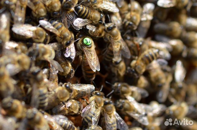 Пчелопакеты,пчеломатки Карника купить на Зозу.ру - фотография № 3