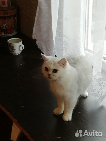 Кошка-британка купить на Зозу.ру - фотография № 1