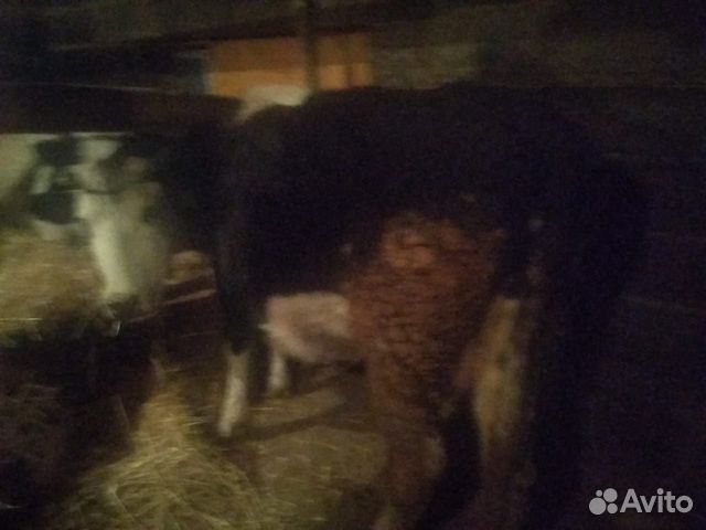 Корова,6-й отел,стельная купить на Зозу.ру - фотография № 1