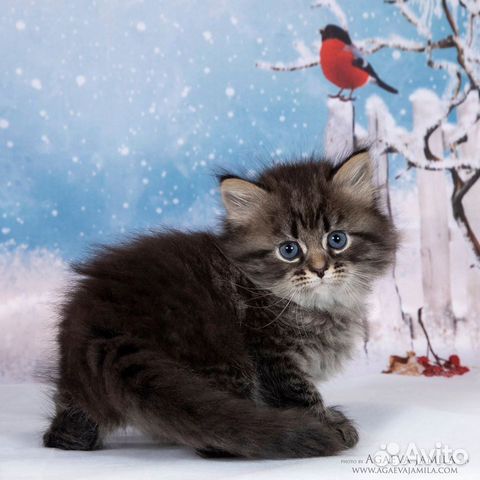 Сибирские породистые котята купить на Зозу.ру - фотография № 9